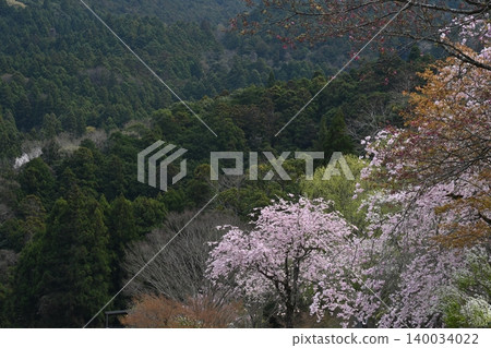Cherry Blossoms in Full Bloom 4 (Shiki no Sato, Creative Forest, Kamiyama-cho, Myōzai-gun, Tokushima Prefecture) Cherry Blossoms in Full Bloom 4 (Shiki no Sato, Creative Forest, Kamiyama-cho, Myōzai-gun, Tokushima Prefecture) 140034022