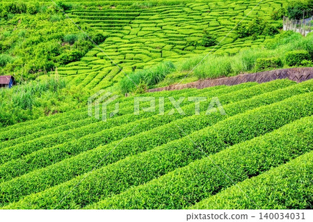 Gifu's Machu Picchu: Tea Plantations in the Sky Gifu's Machu Picchu: Tea Plantations in the Sky 140034031