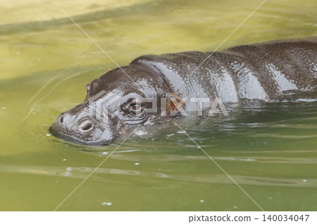 A portrait of the pygmy hippopotamus, one of the three rarest animals, peeking out of the water. A portrait of the pygmy hippopotamus, one of the three rarest animals, peeking out of the water. 140034047