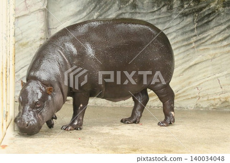 One of the three rarest animals: A full-body view of a walking pygmy hippopotamus. One of the three rarest animals: A full-body view of a walking pygmy hippopotamus. 140034048