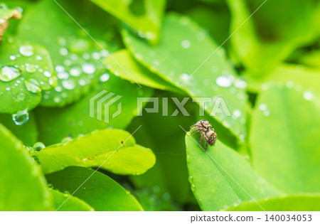 A small spider of the family Salticidae on a leaf wet with dew in the spring fields and mountains. 03 A small spider of the family Salticidae on a leaf wet with dew in the spring fields and mountains. 03 140034053