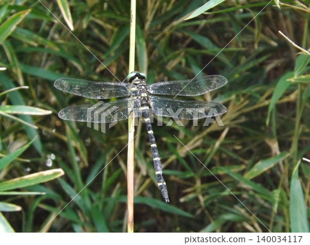 A dragonfly resting on a branch. A dragonfly resting on a branch. 140034117