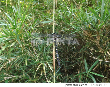 A dragonfly resting on a branch. 140034118