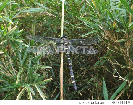 一隻巨大的蜻蜓停在樹枝上。 140034119