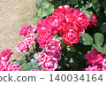 A beautiful rose in a vibrant reddish-pink color. 140034164