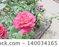 A beautiful rose in a vibrant reddish-pink color. 140034165