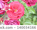 A beautiful rose in a vibrant reddish-pink color. 140034166