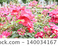A beautiful rose in a vibrant reddish-pink color. 140034167