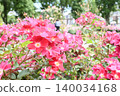 A beautiful rose in a vibrant reddish-pink color. 140034168