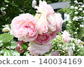 A beautiful rose in a vibrant reddish-pink color. 140034169