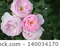 A beautiful rose in a vibrant reddish-pink color. 140034170