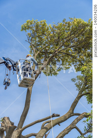 Severe pruning of chinquapin trees Severe pruning of chinquapin trees 140034206