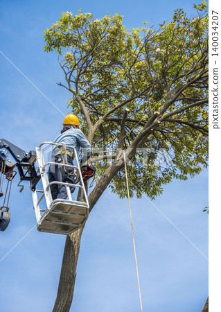 Severe pruning of chinquapin trees Severe pruning of chinquapin trees 140034207