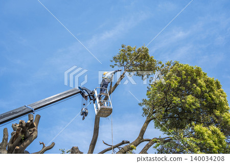 Severe pruning of chinquapin trees Severe pruning of chinquapin trees 140034208