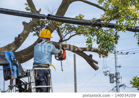 Severe pruning of chinquapin trees Severe pruning of chinquapin trees 140034209