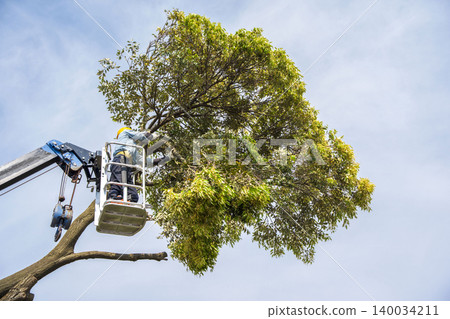 Severe pruning of chinquapin trees Severe pruning of chinquapin trees 140034211