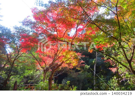 [Hiroshima Prefecture] Momijidani Park in Miyajima, one of the three most scenic spots in Japan, Aki 140034219