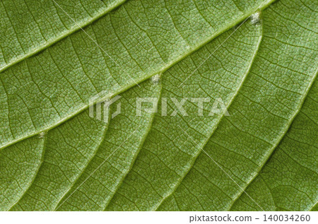 Green leaf texture Green leaf texture 140034260