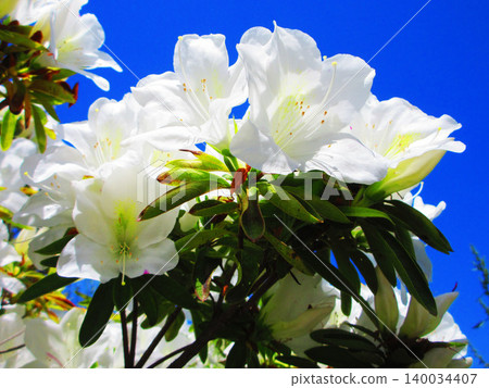 A beautiful scene of Hirado azaleas in full bloom (photographed in 2026 at Toneri Park in Adachi Ward, Tokyo). A beautiful scene of Hirado azaleas in full bloom (photographed in 2026 at Toneri Park in Adachi Ward, Tokyo). 140034407