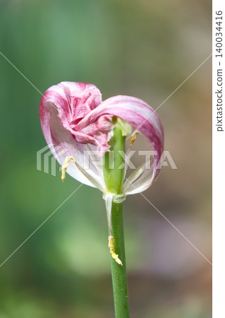 A heart-shaped tulip that has shed its petals A heart-shaped tulip that has shed its petals 140034416