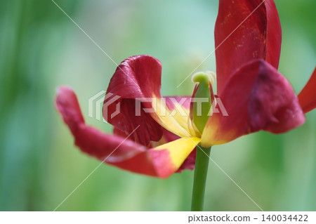Beautiful tulips with a striking contrast of red and yellow. 140034422