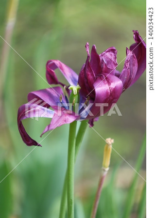 Purple tulips after they have bloomed. Purple tulips after they have bloomed. 140034423