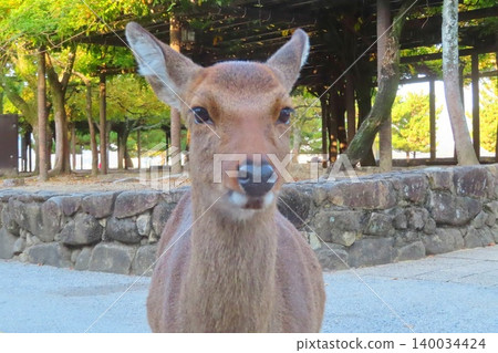 [Hiroshima Prefecture] Miyajima deer, one of the three most scenic spots in Japan, Aki 140034424