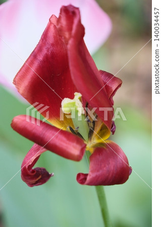 The pistil and center of a red tulip The pistil and center of a red tulip 140034457