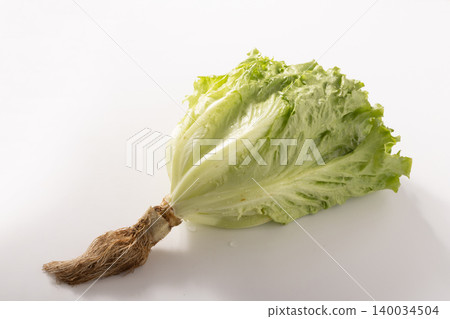 [Miyagi Prefecture] Salad Lettuce, Leaf Lettuce 140034504