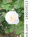 Large, pale pink and white roses 140034513