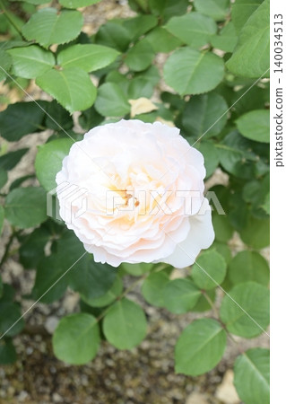 Large, pale pink and white roses Large, pale pink and white roses 140034513