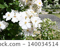 Single-flowered white roses in a rose garden 140034514