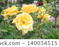 A vibrant and beautiful yellow rose 140034515