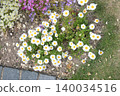 Pure white chrysanthemum 140034516