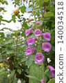 Beautiful foxglove 140034518