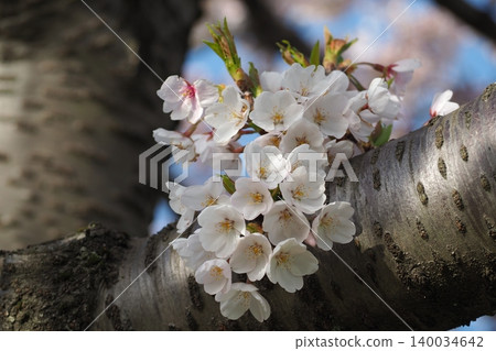Cherry blossom from the trunk Cherry blossom from the trunk 140034642