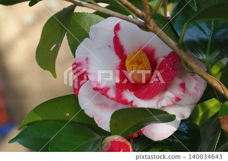 Camellia flower Camellia flower 140034643