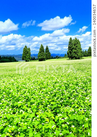 在山本山高地的蕎麥領域 140034657