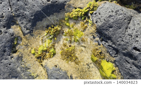 Green algae on a seaside rock support coastal life, oxygen, and natural balance Green algae on a seaside rock support coastal life, oxygen, and natural balance 140034823