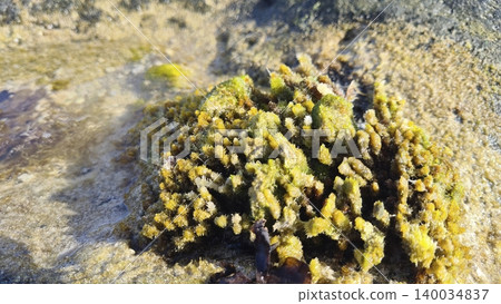 Green algae on a seaside rock support coastal life, oxygen, and natural balance Green algae on a seaside rock support coastal life, oxygen, and natural balance 140034837