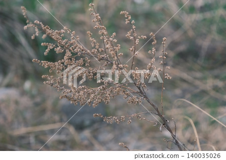 Winter-withered wildflowers and a soft background Winter-withered wildflowers and a soft background 140035026