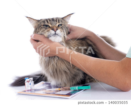 maine coon cat maine coon cat 140035035