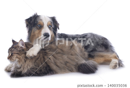 maine coon cat and aussie maine coon cat and aussie 140035036