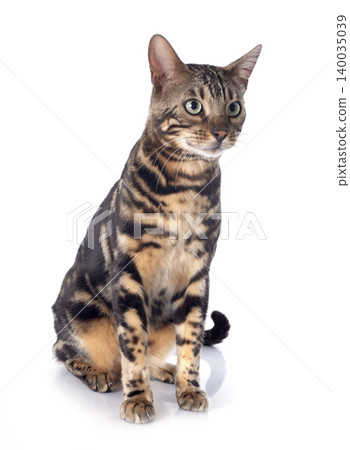 bengal cat bengal cat 140035039