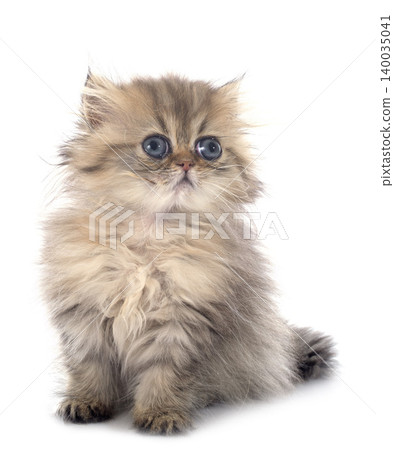 persian kitten persian kitten 140035041