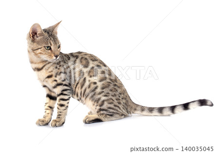 bengal cat bengal cat 140035045