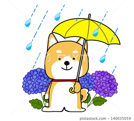 雨季的一個下雨天,一隻柴犬撐著一把黃色雨傘站在繡球花前。 雨季的一個下雨天,一隻柴犬撐著一把黃色雨傘站在繡球花前。 140035059