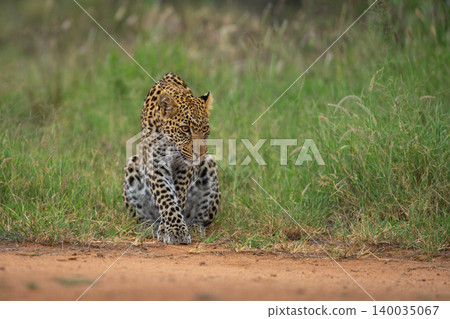 Male leopard cub sits leaning over track Male leopard cub sits leaning over track 140035067