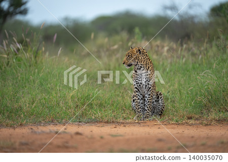 Male leopard cub sits near dirt track Male leopard cub sits near dirt track 140035070