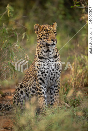 Male leopard cub sitting in thick bushes Male leopard cub sitting in thick bushes 140035074